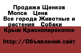 Продажа Щенков Мопса › Цена ­ 18 000 - Все города Животные и растения » Собаки   . Крым,Красноперекопск